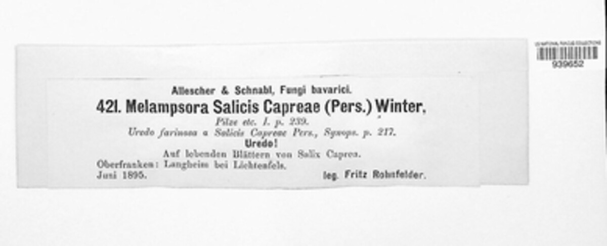 Melampsora caprearum image